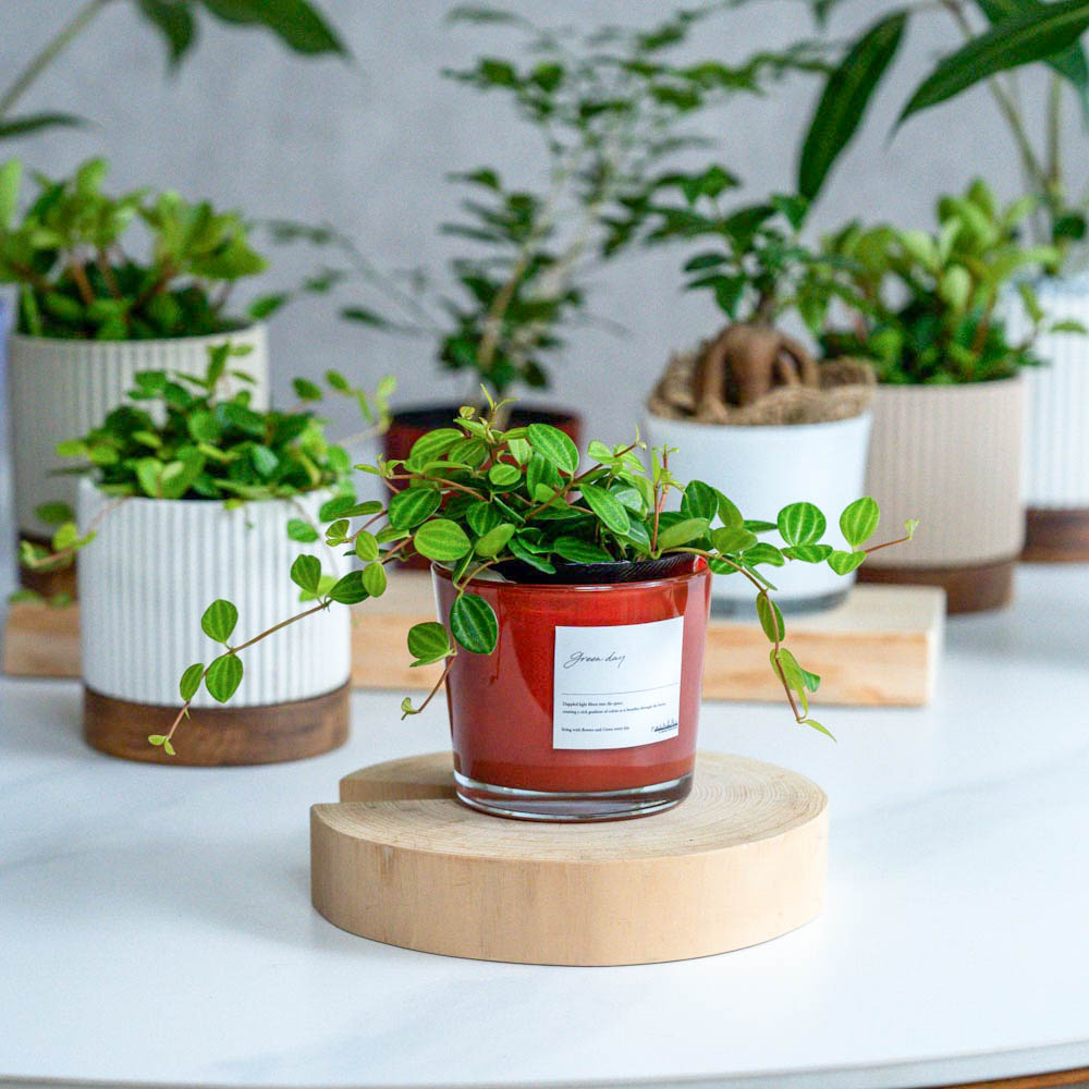 【まとめ売り参考投稿】青山フラワーマーケット植木鉢 観葉植物（〜4,999円） | 青山フラワーマーケット | 青山フラワー