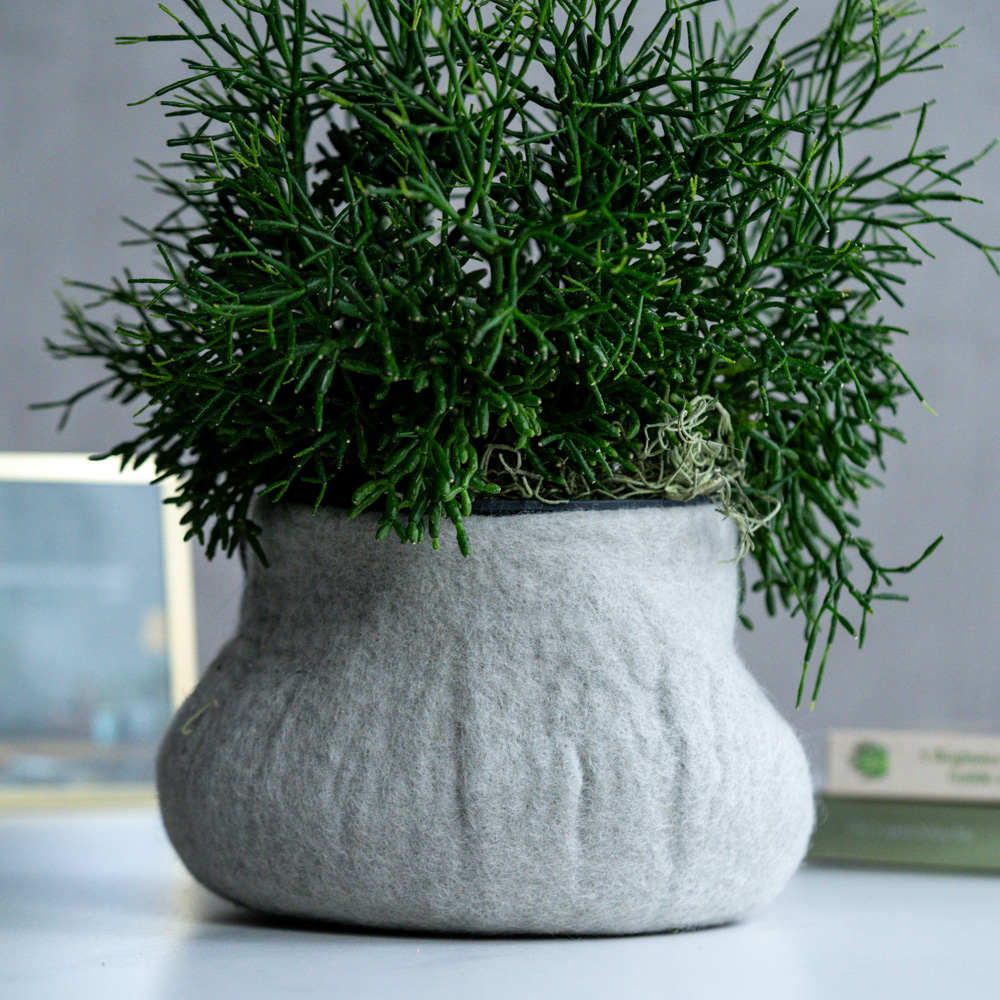 一点もの観葉植物 | 青山フラワーマーケット | 青山フラワーマーケット