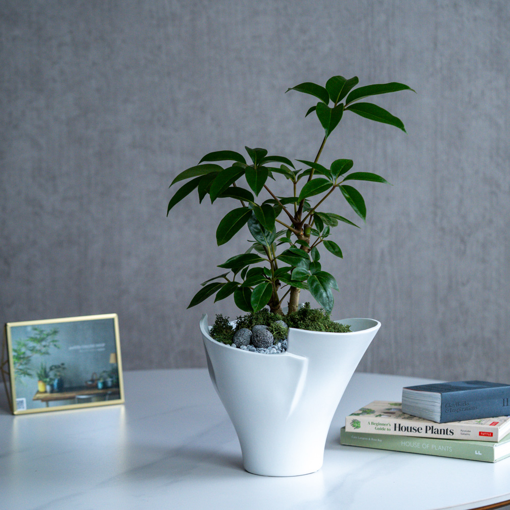 観葉植物（30,000円～） | 青山フラワーマーケット | 青山フラワー