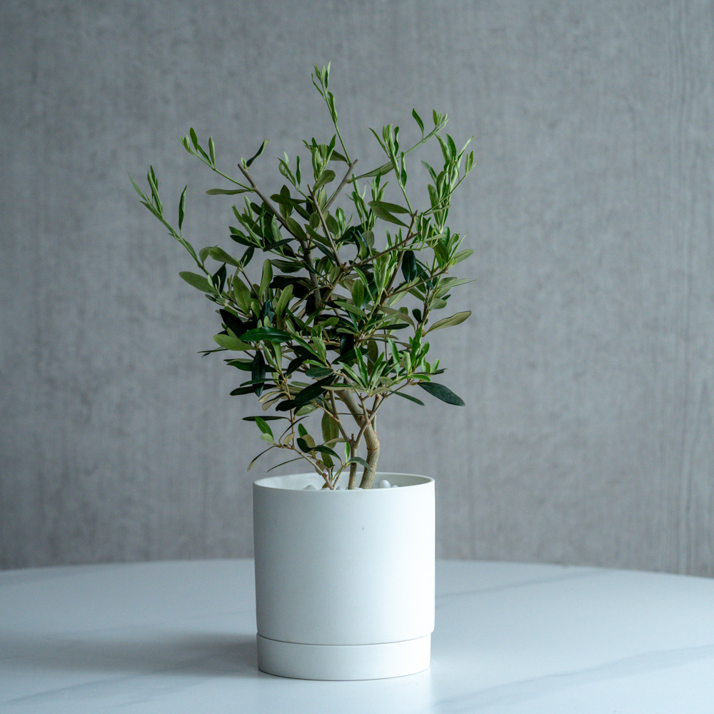 観葉植物（10000～14999円） | 青山フラワーマーケット | 青山フラワー