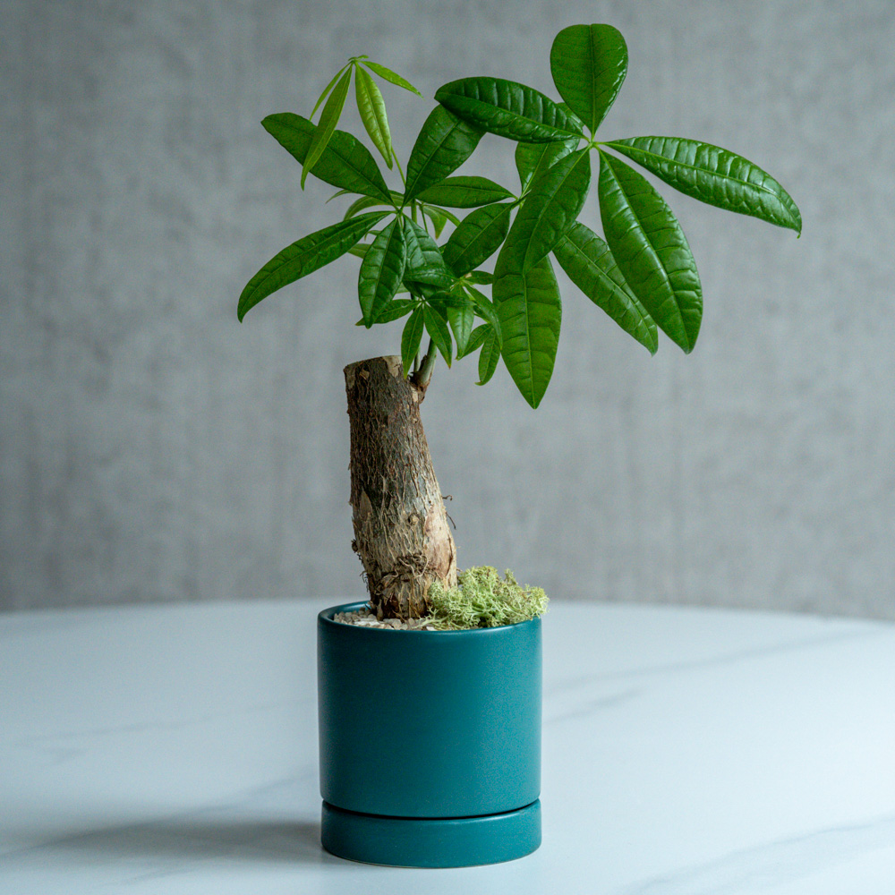 観葉植物（〜4,999円） | 青山フラワーマーケット | 青山フラワー