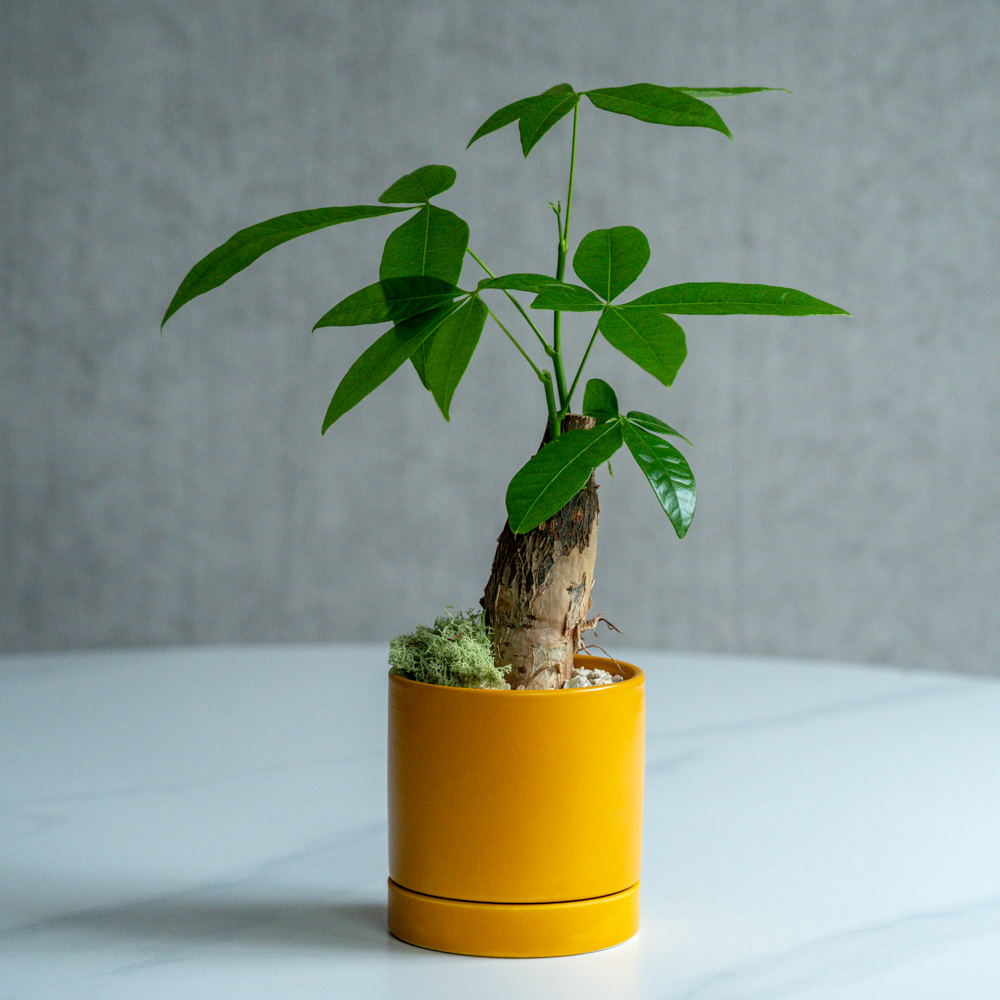 青山フラワーマーケット｜観賞植物｜商品カテゴリ | 青山フラワー