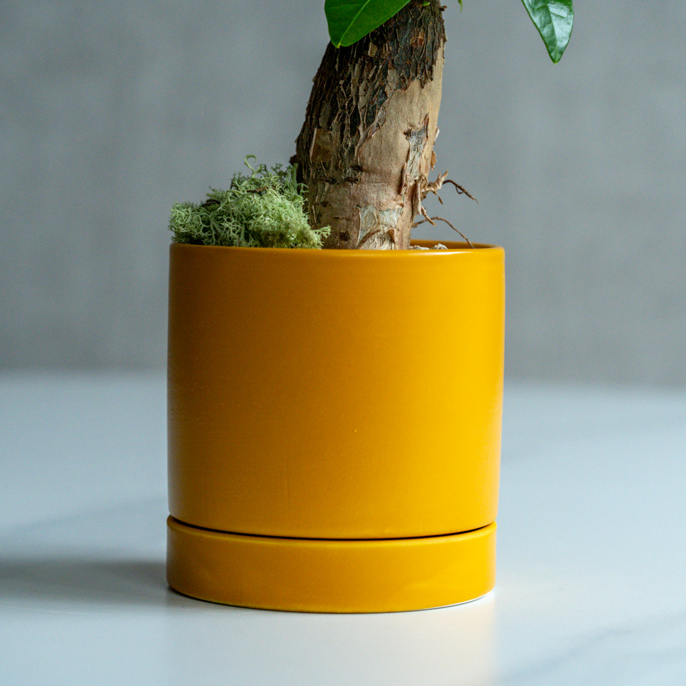 青山フラワーマーケット｜デスクやテーブル・棚 に置く植物 | 青山