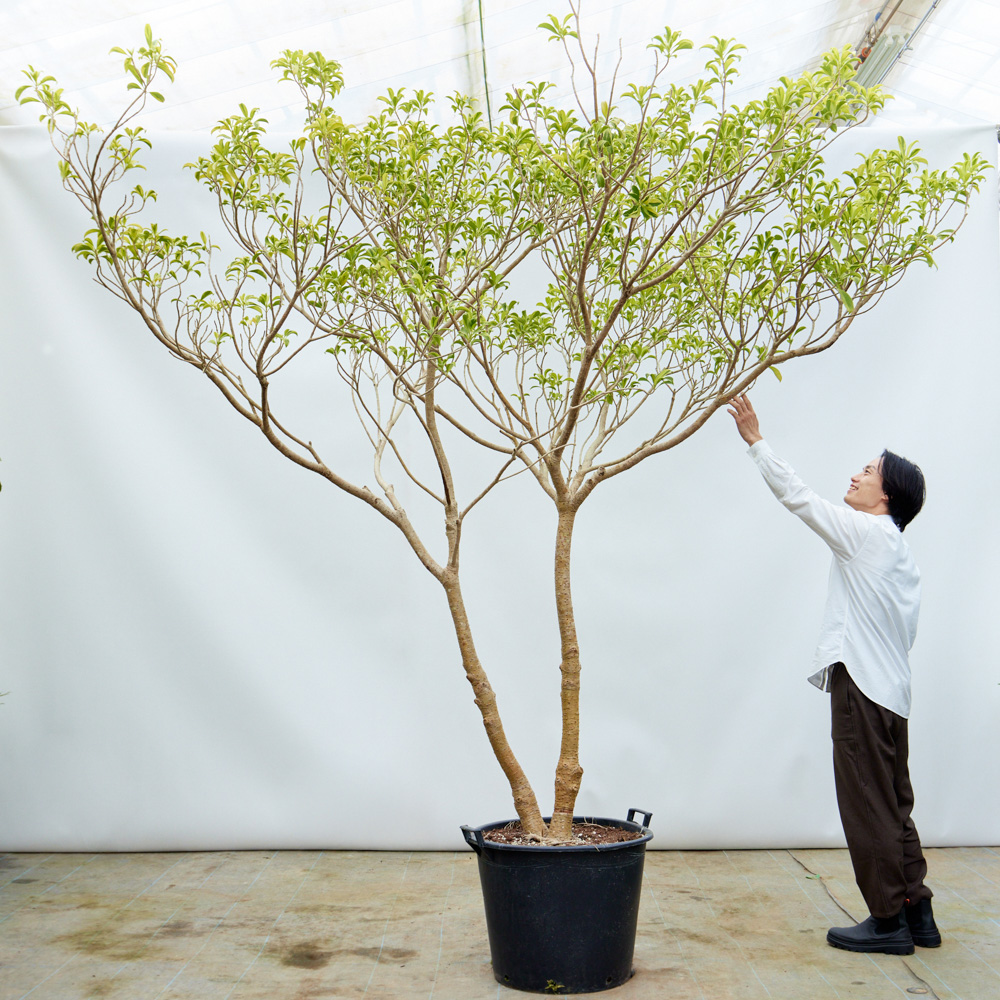 青山フラワーマーケット｜空間・部屋のシンボル となる植物 | 青山