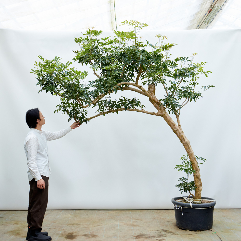 青山フラワーマーケット｜花束・ギフトのオンラインショップ