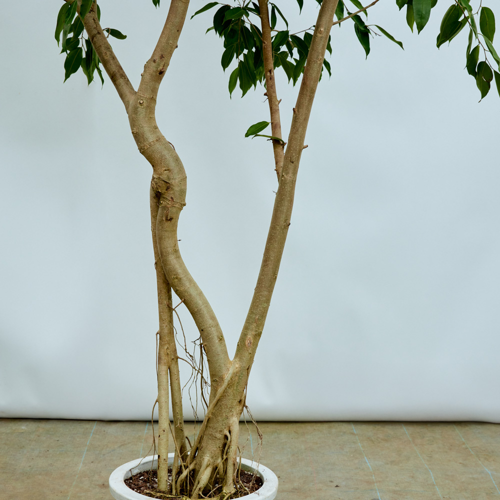 特注一点もの】フィカス・ストリクタ/ダンスを踊っているような楽しげ