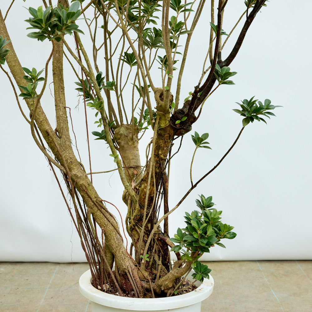引き取り限定　ガジュマルベビーリーフ　株立　大型　観葉植物　鉢つき付き 特注一点もの】ガジュマル・ベビーリーフ/力強く太い株と、上へと