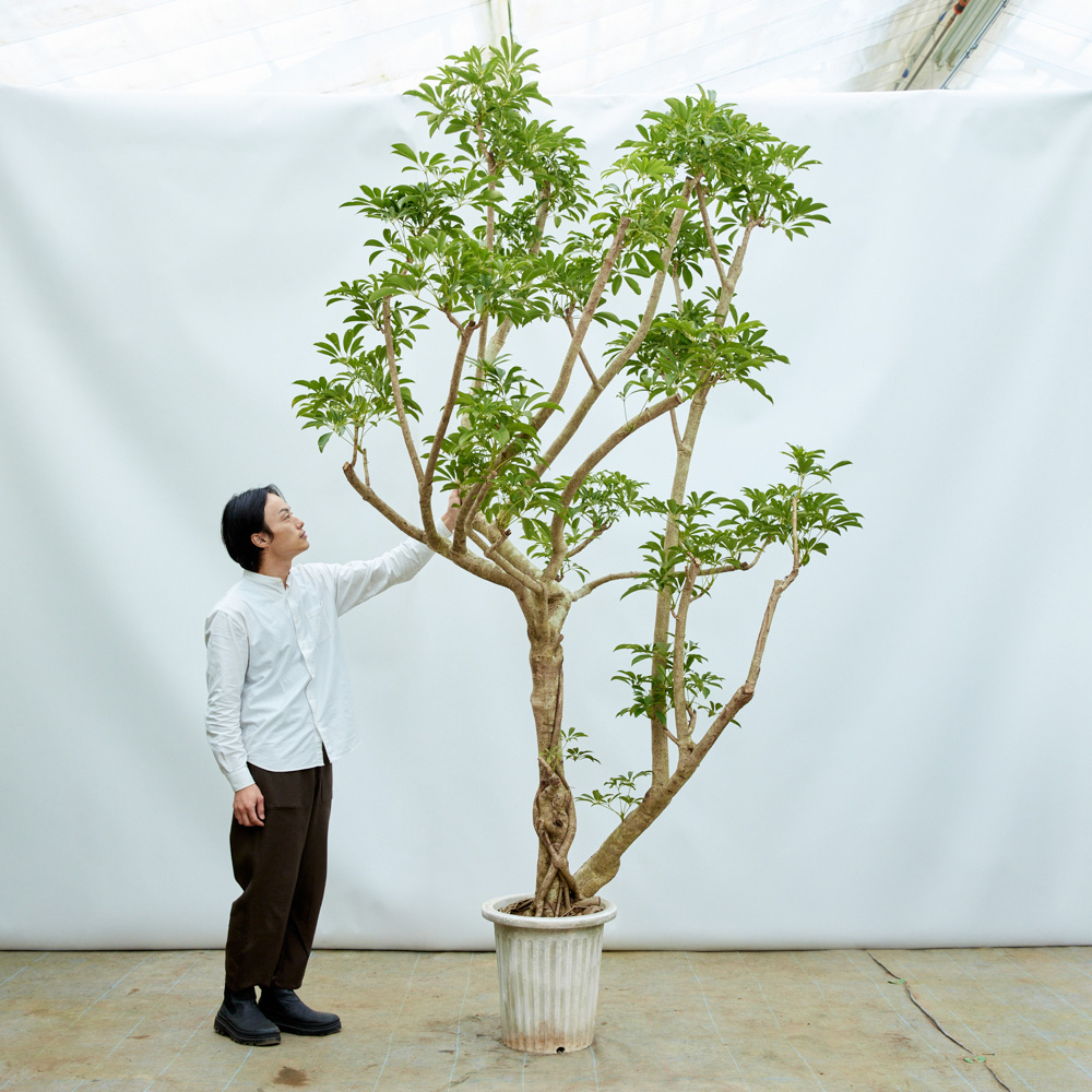 特注一点もの】細長い葉とうねりを効かせた幹が特徴のフィカス