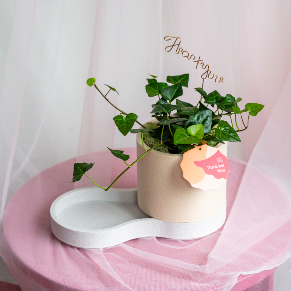 と*け様 新タランチュラ Page & Plant In Japan 6CD+1 母の日ギフト】アイビー・トゥルーラブ/parkERsオリジナルプランター
