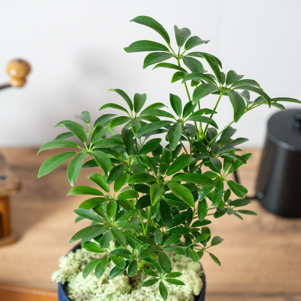 シェフレラコンパクタ② ♻️リユース観葉植物 シェフレラ・観葉植物・おしゃれ・シェフレラ・コンパクタ5号サイズで2