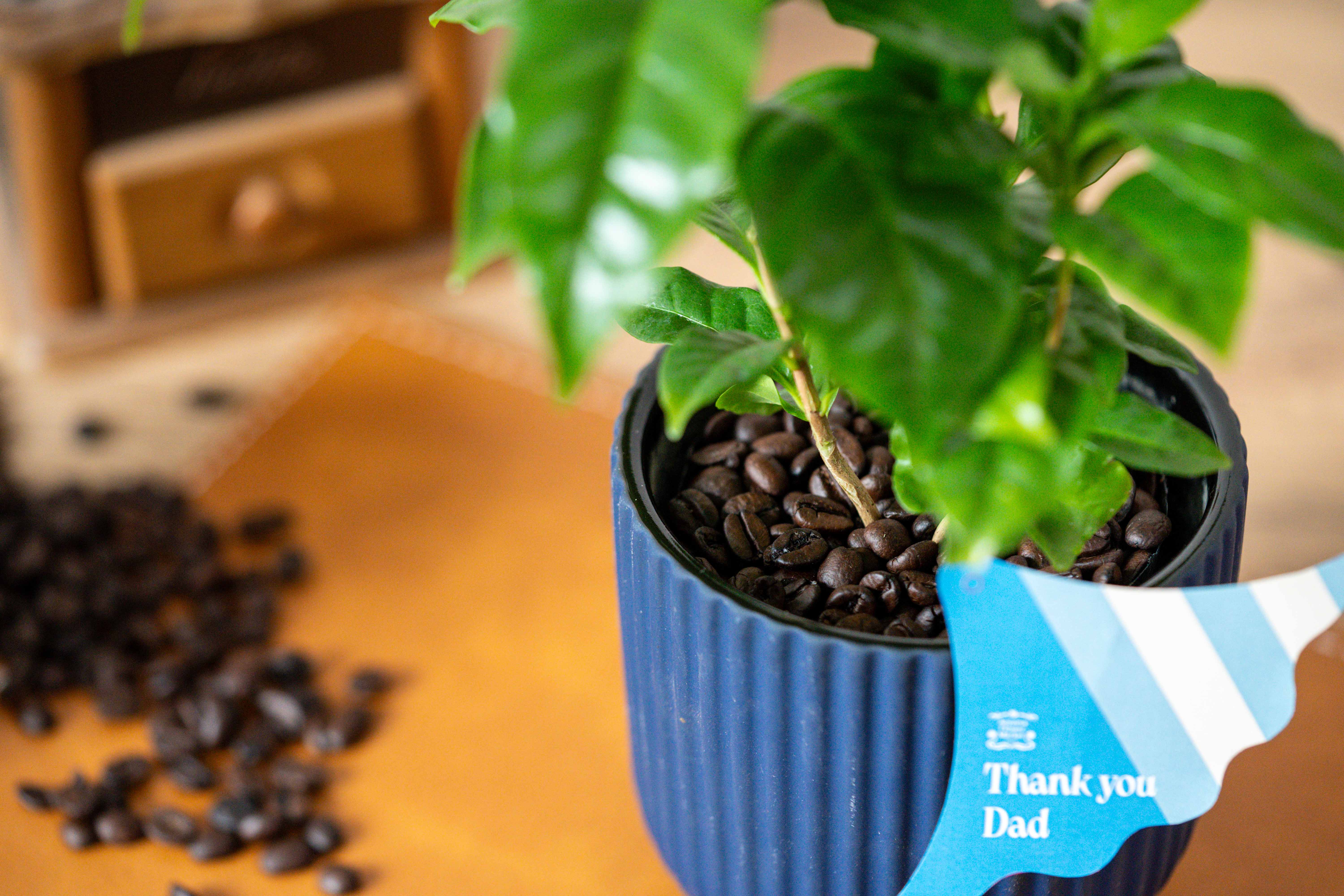 コーヒーの木　10号　大株 観葉植物 コーヒーの木 10号 ウッドプランター 付き | 観葉植物なら