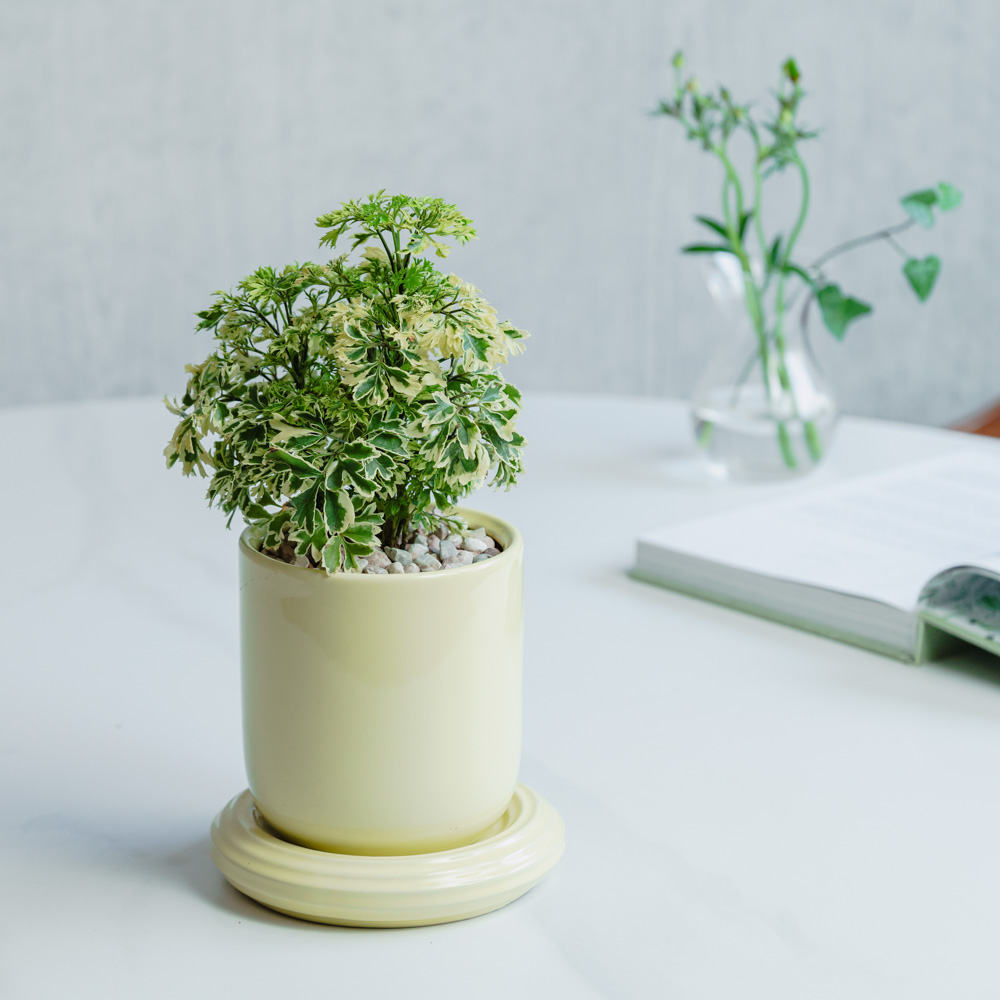 【まとめ売り参考投稿】青山フラワーマーケット植木鉢 小鉢サイズ | 青山フラワーマーケット | 青山フラワーマーケット｜花束
