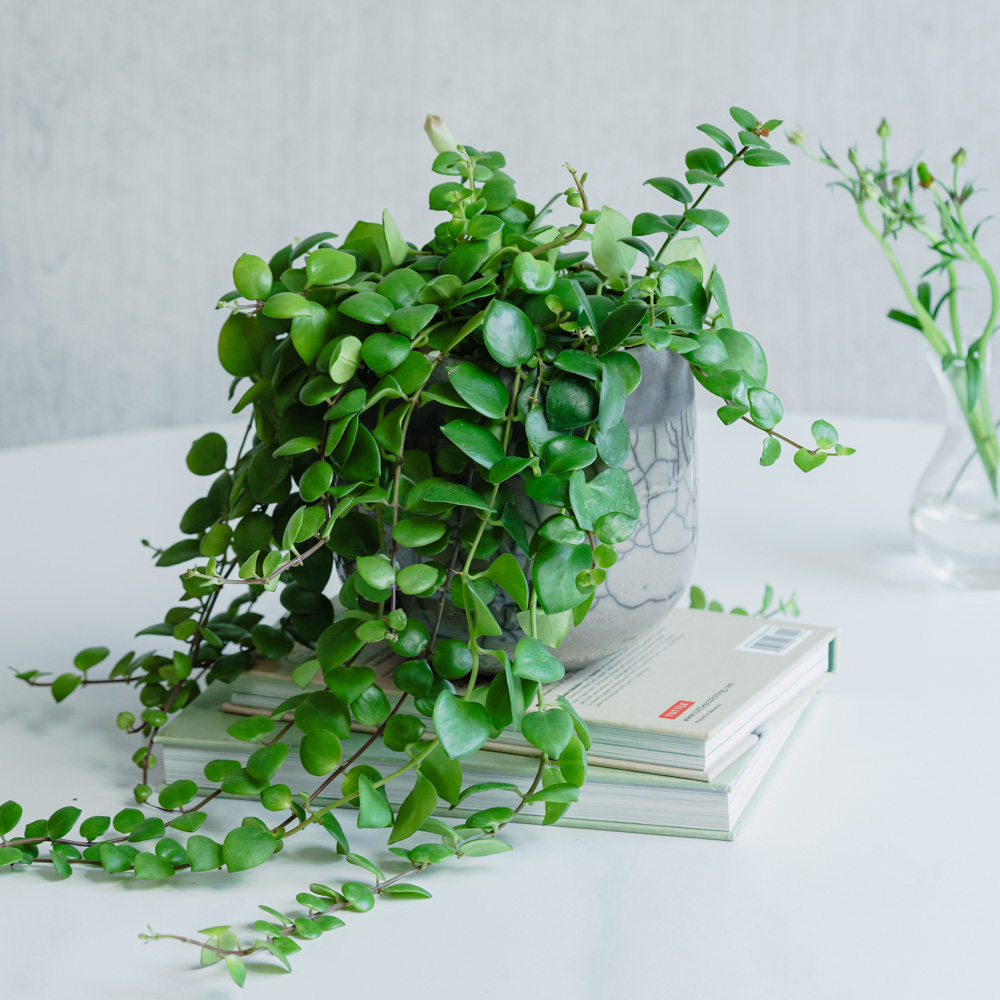 観葉植物 | 青山フラワーマーケット | 青山フラワーマーケット｜花束