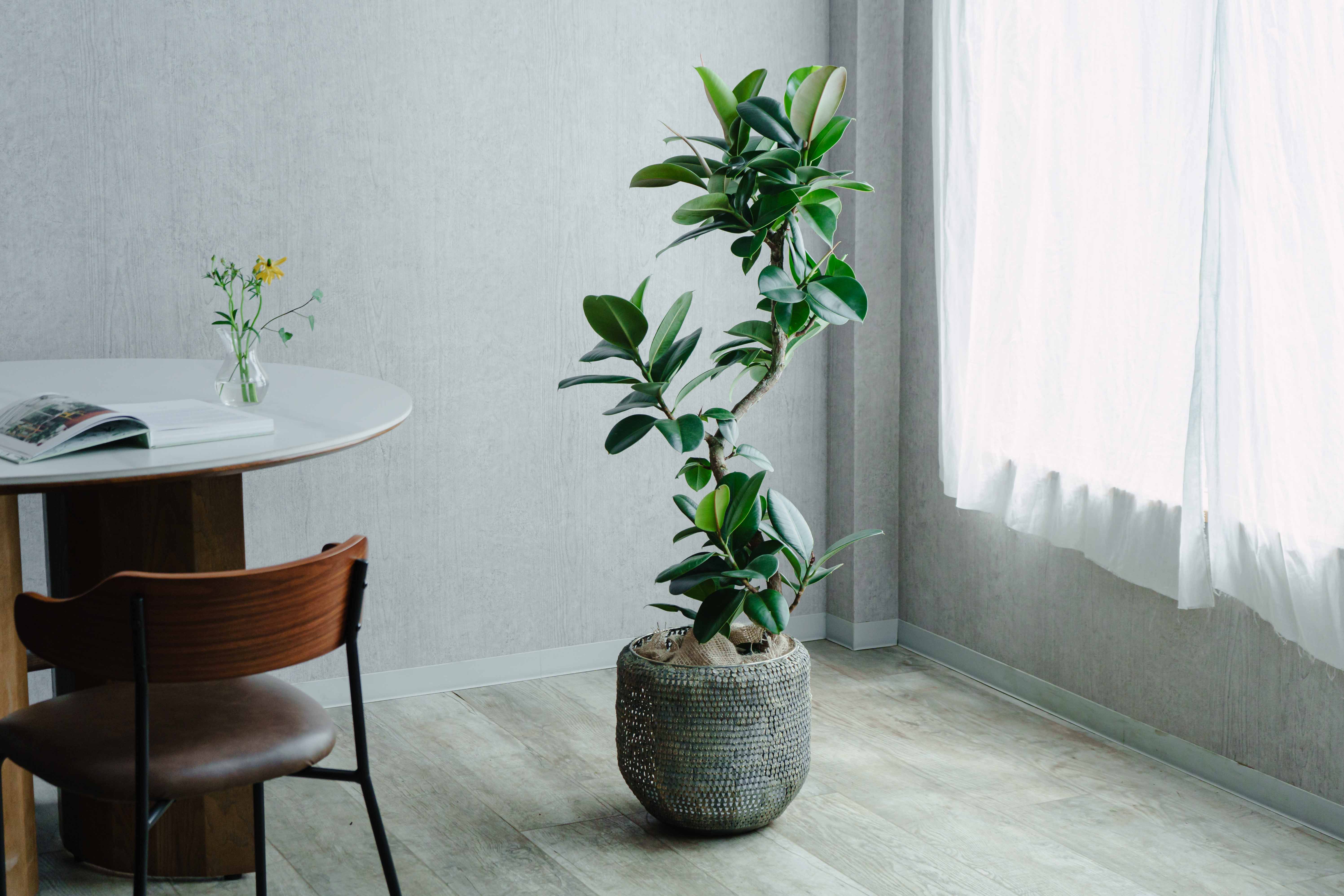 フィカス•エラスティカアポロ♪ 154cm 太幹 リビングサイズ♪ 観葉植物 本物 【現品 】 希少 フィカス エラスティカ アポロ