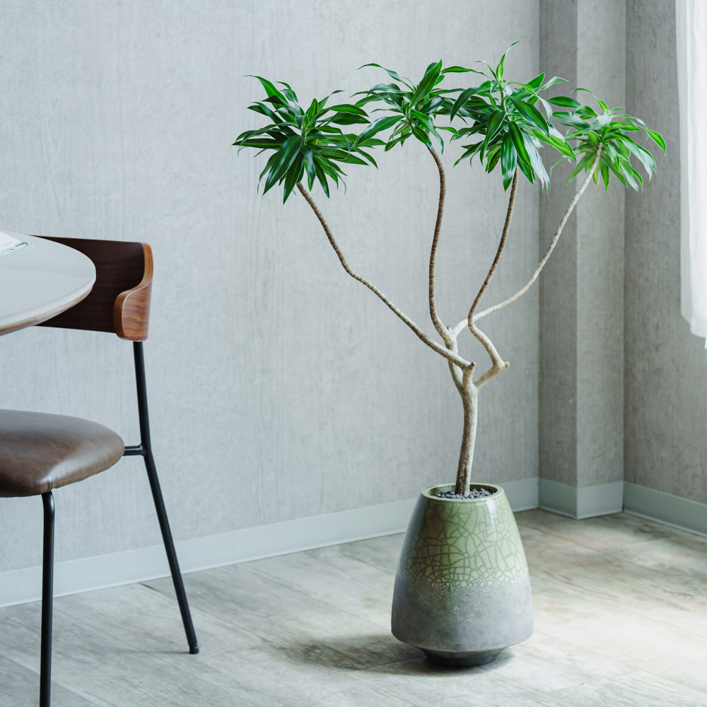 用途別おすすめ観葉植物 | 青山フラワーマーケット | 青山フラワー