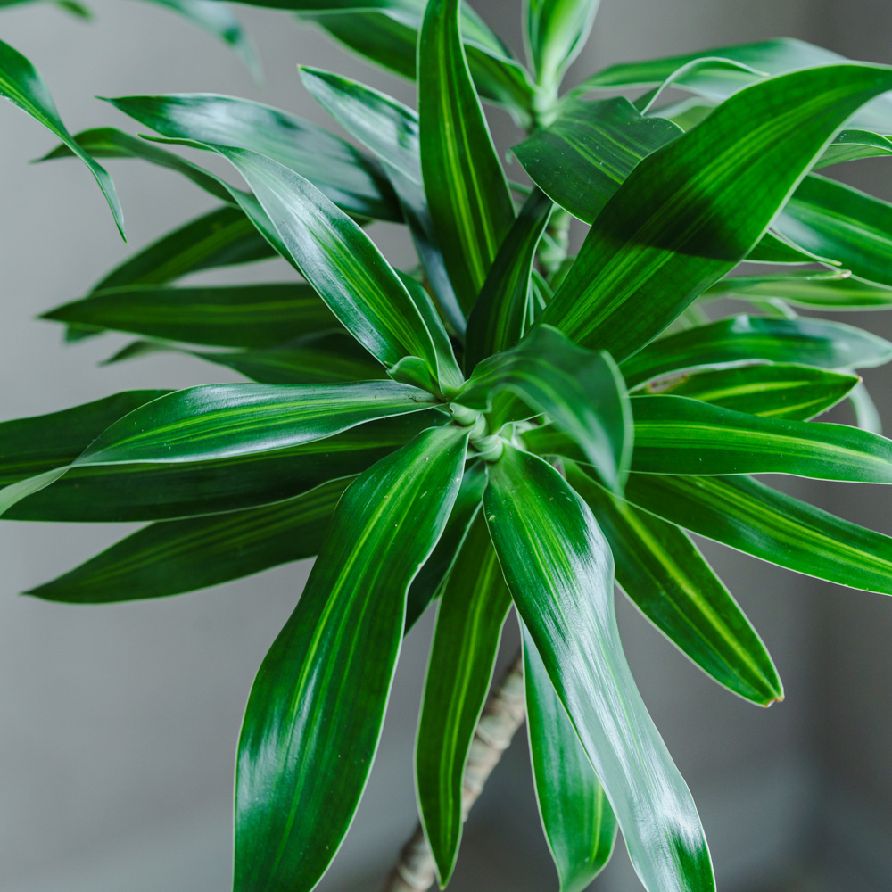 ✨旧ドマーニ花器✨ DOMANI SELFOSS 20 green 廃盤品 一点もの】ドラセナ・ソング・オブ・ジャマイカ/DOMANI(ドマーニ