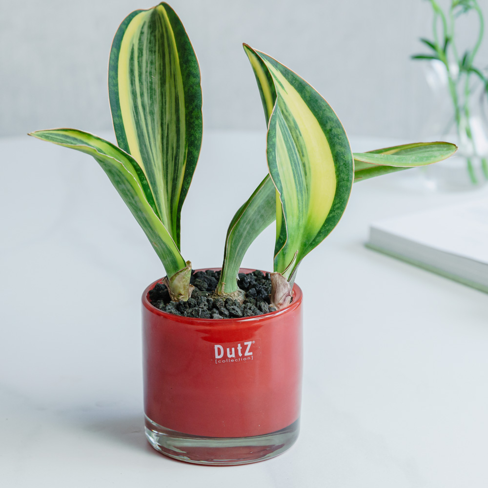 観葉植物（10000～14999円） | 青山フラワーマーケット | 青山フラワー