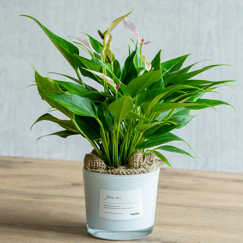 青山フラワーマーケット｜観葉植物/スタイル | 青山フラワーマーケット