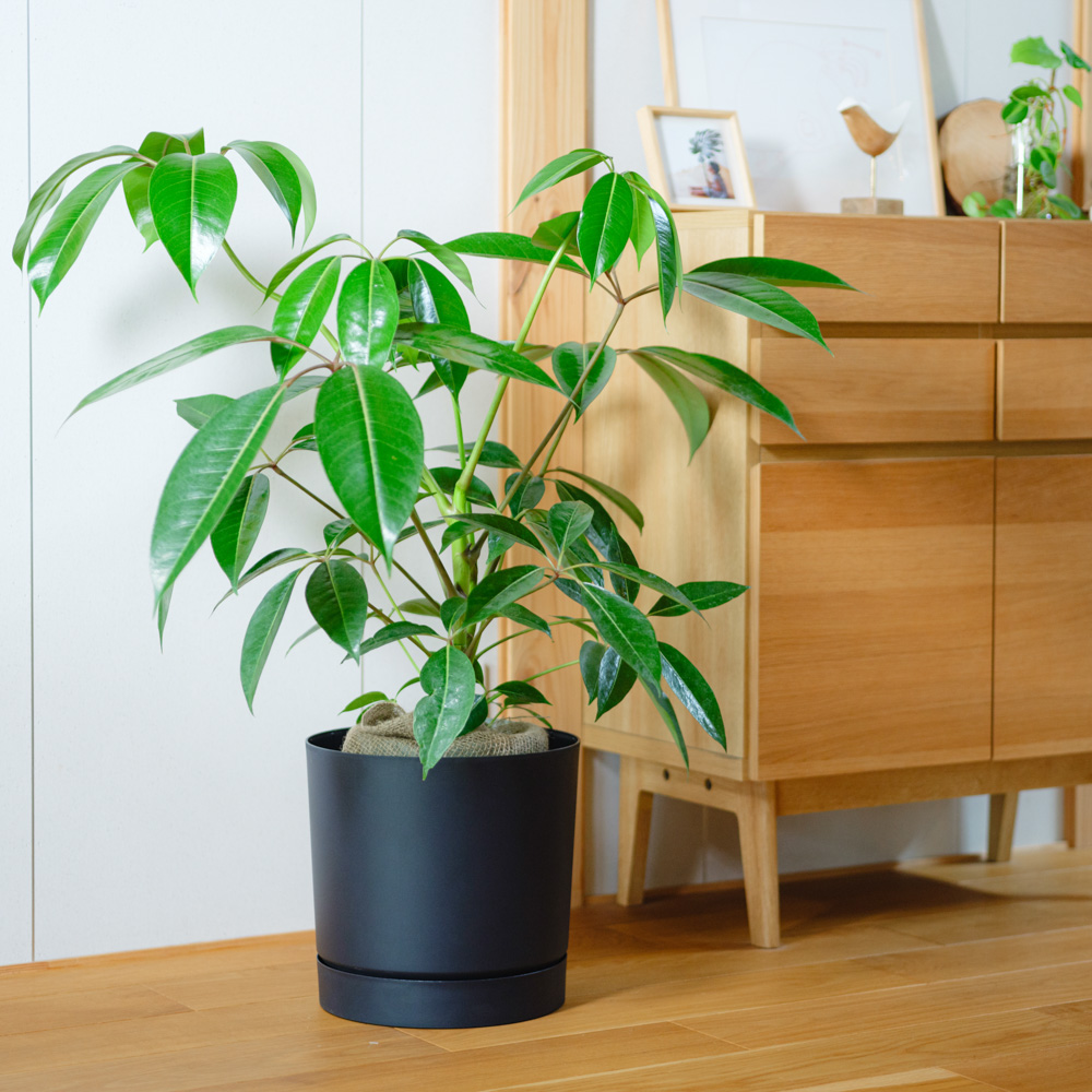 観葉植物（15,000～19,999円） | 青山フラワーマーケット | 青山