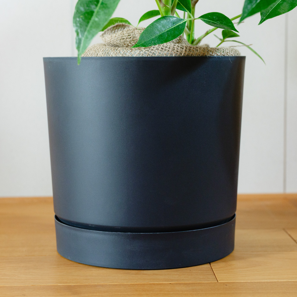 青山フラワーマーケット｜空間・部屋のシンボル となる植物 | 青山