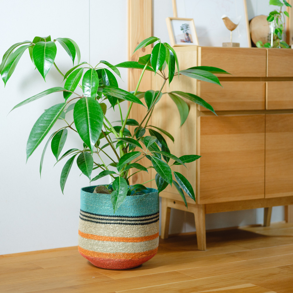 観葉植物（20,000～29,999円） | 青山フラワーマーケット | 青山