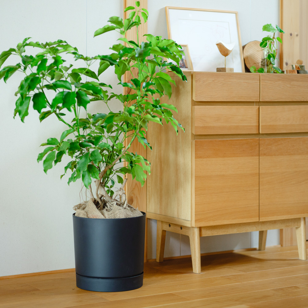 観葉植物（20,000～29,999円） | 青山フラワーマーケット | 青山