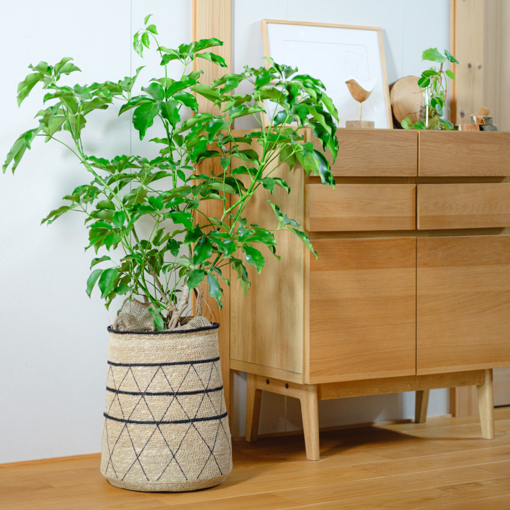 観葉植物（20,000～29,999円） | 青山フラワーマーケット | 青山