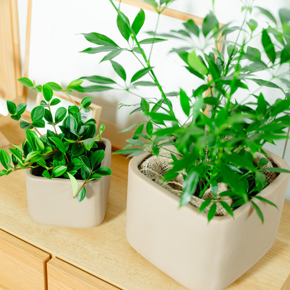 (みんなが知ってるバターズさん専用) 植木鉢5個セット おまかせコーディネート・2鉢セット/青山フラワーマーケット/SOL