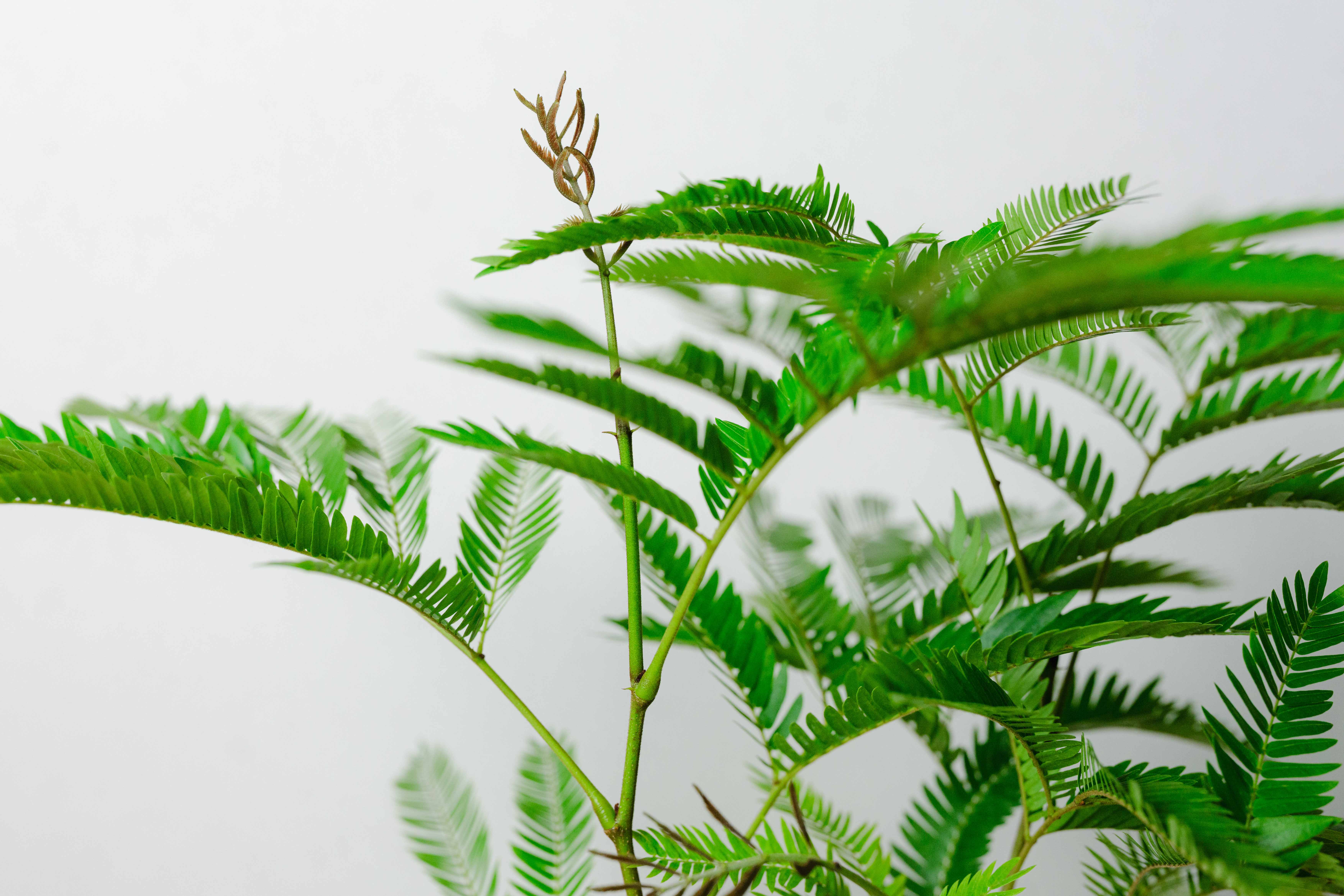 【引き取り限定】エバーフレッシュ（Albizia saman） エバーフレッシュ/FARM(ファーム)/ヤルミラ 17K | 青山フラワー