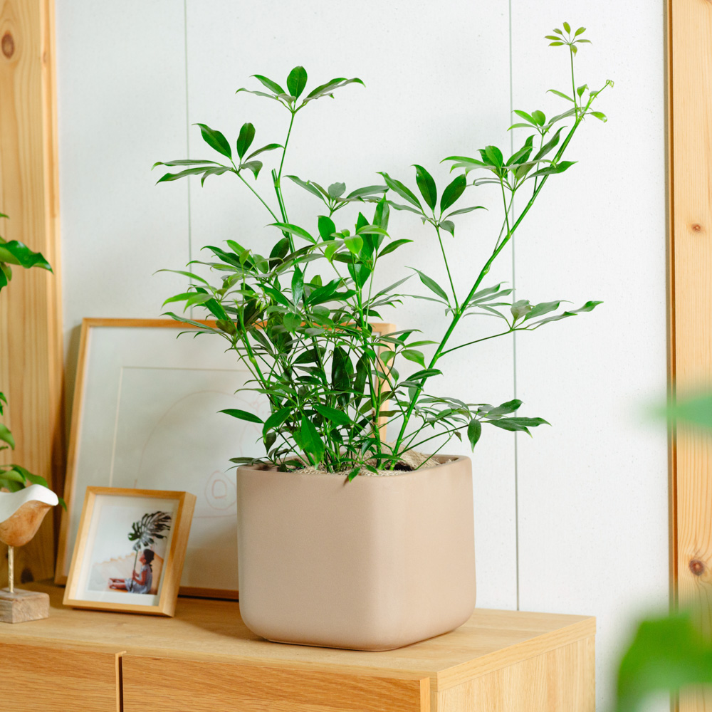 青山フラワーマーケット｜空間・部屋のシンボル となる植物 | 青山
