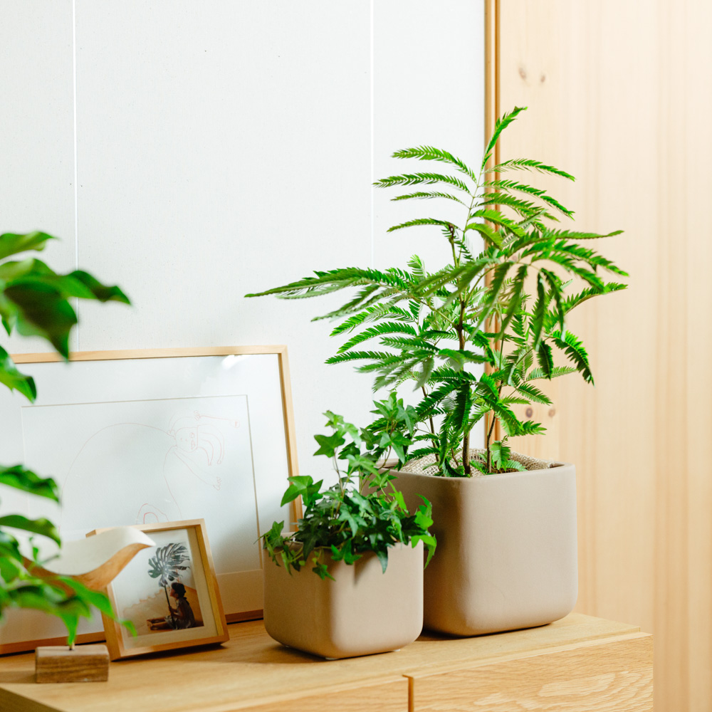 エバーフレッシュ 鉢植え スクエア 観葉植物 エバーフレッシュ/青山フラワーマーケット/SOL スクエア M ブラウン