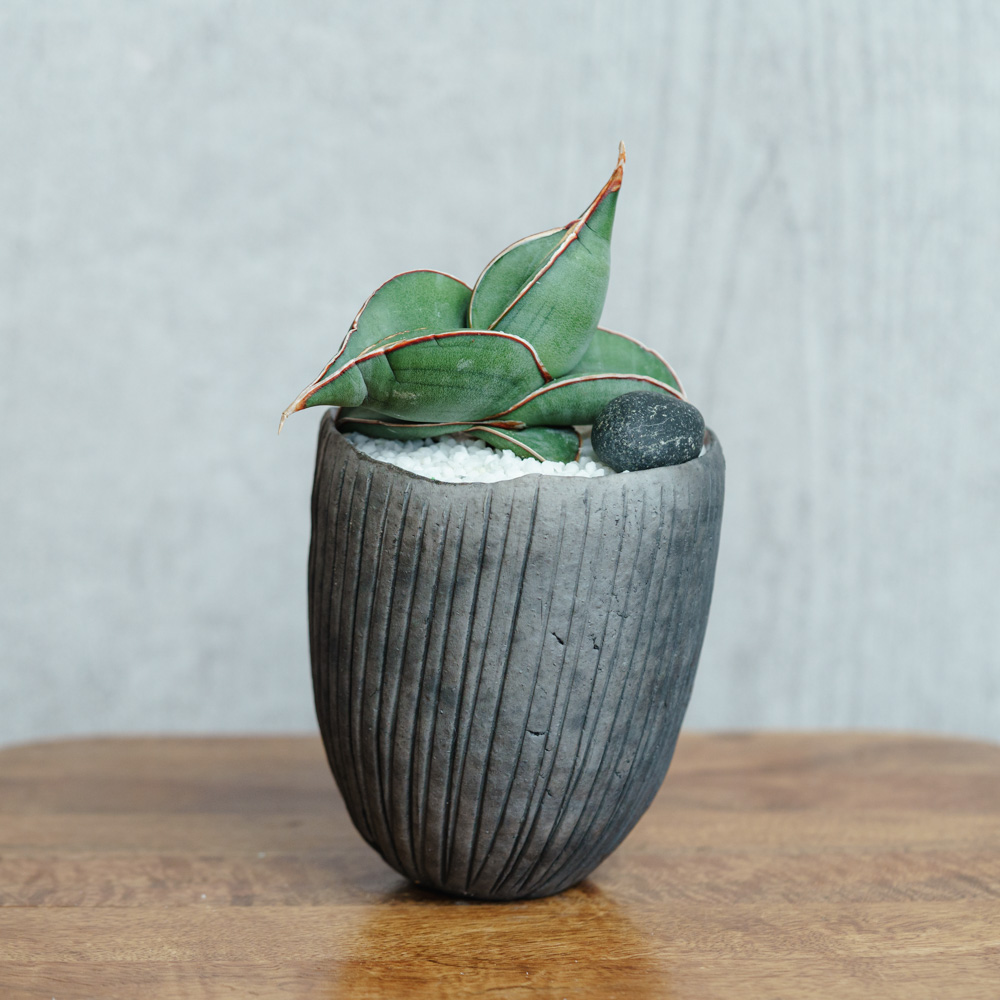 一点もの観葉植物 | 青山フラワーマーケット | 青山フラワーマーケット