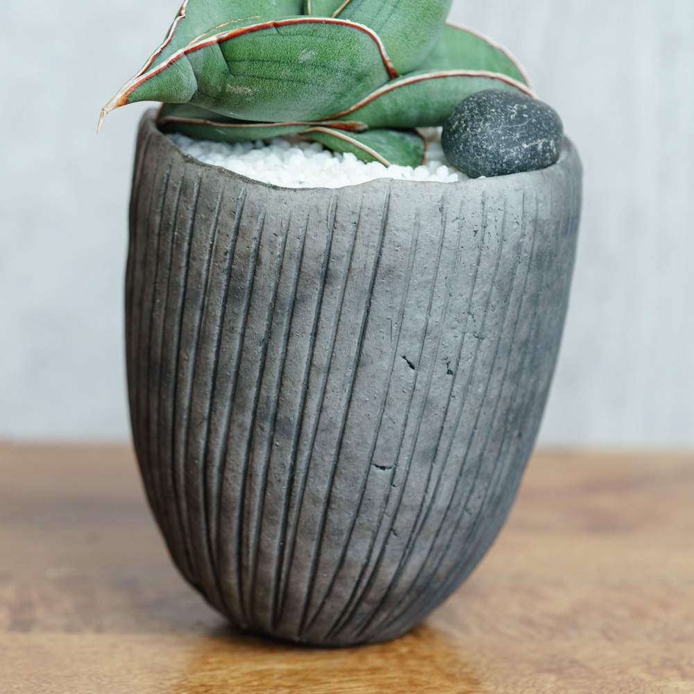 一点もの観葉植物 | 青山フラワーマーケット | 青山フラワーマーケット