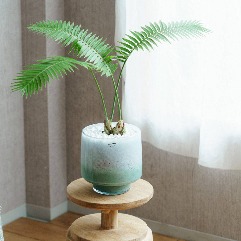 no.100 新緑と風薫るGarden 一点物 一点もの観葉植物 | 青山フラワーマーケット | 青山フラワーマーケット