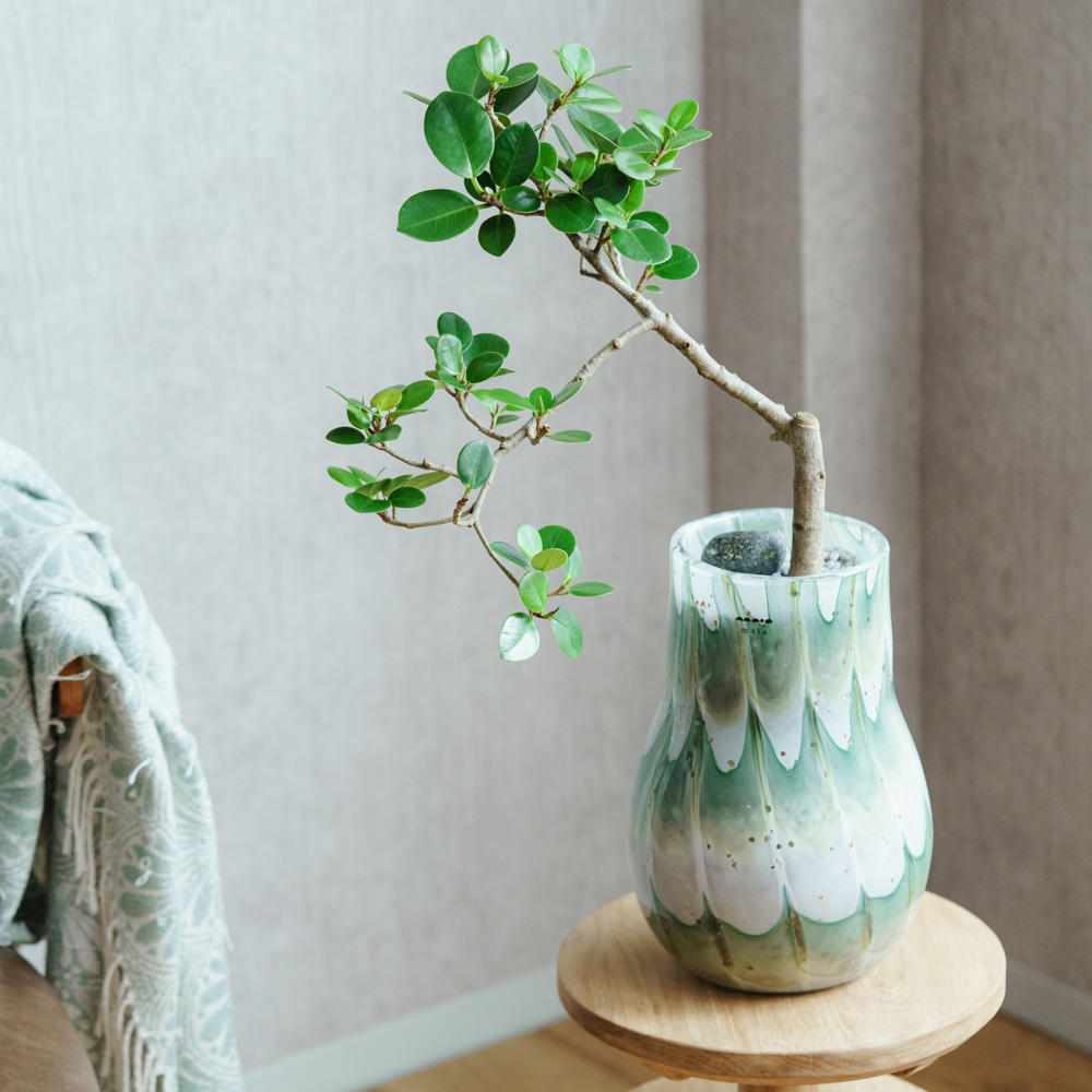 一点もの観葉植物 | 青山フラワーマーケット | 青山フラワーマーケット