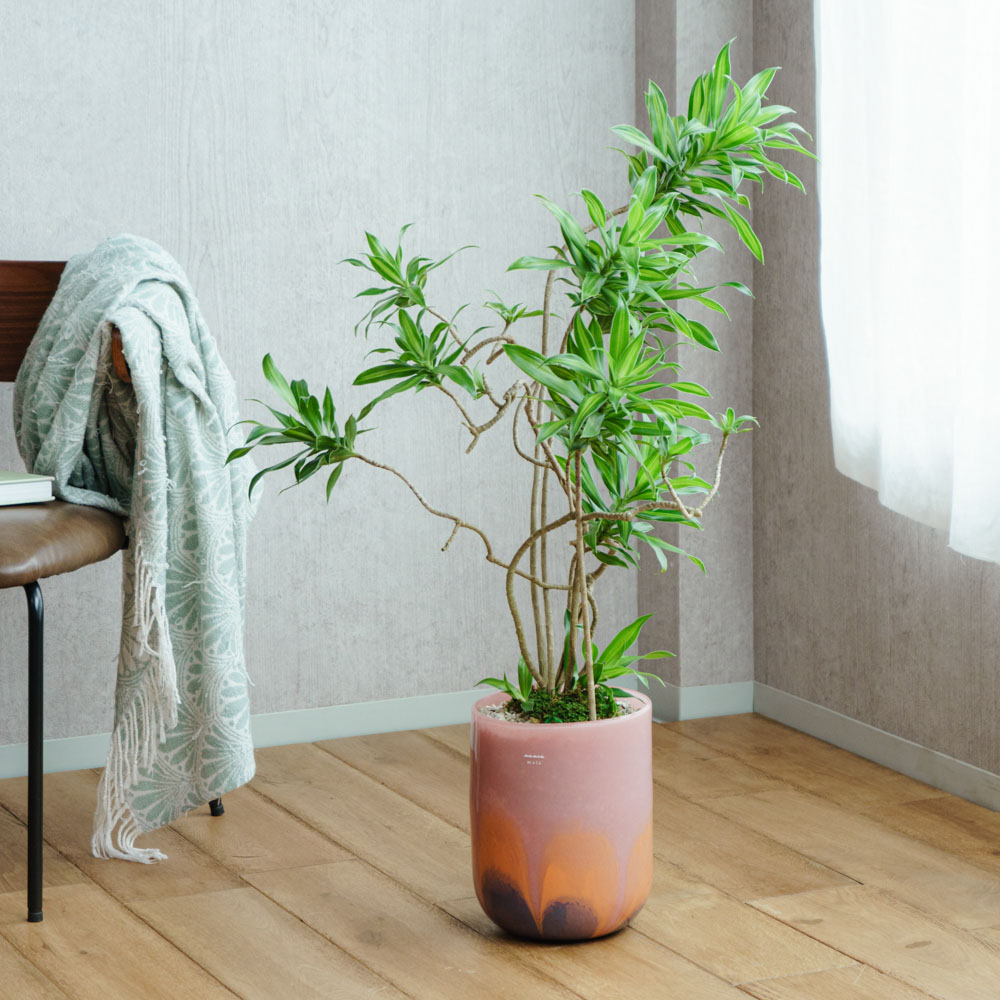 一点もの観葉植物 | 青山フラワーマーケット | 青山フラワーマーケット
