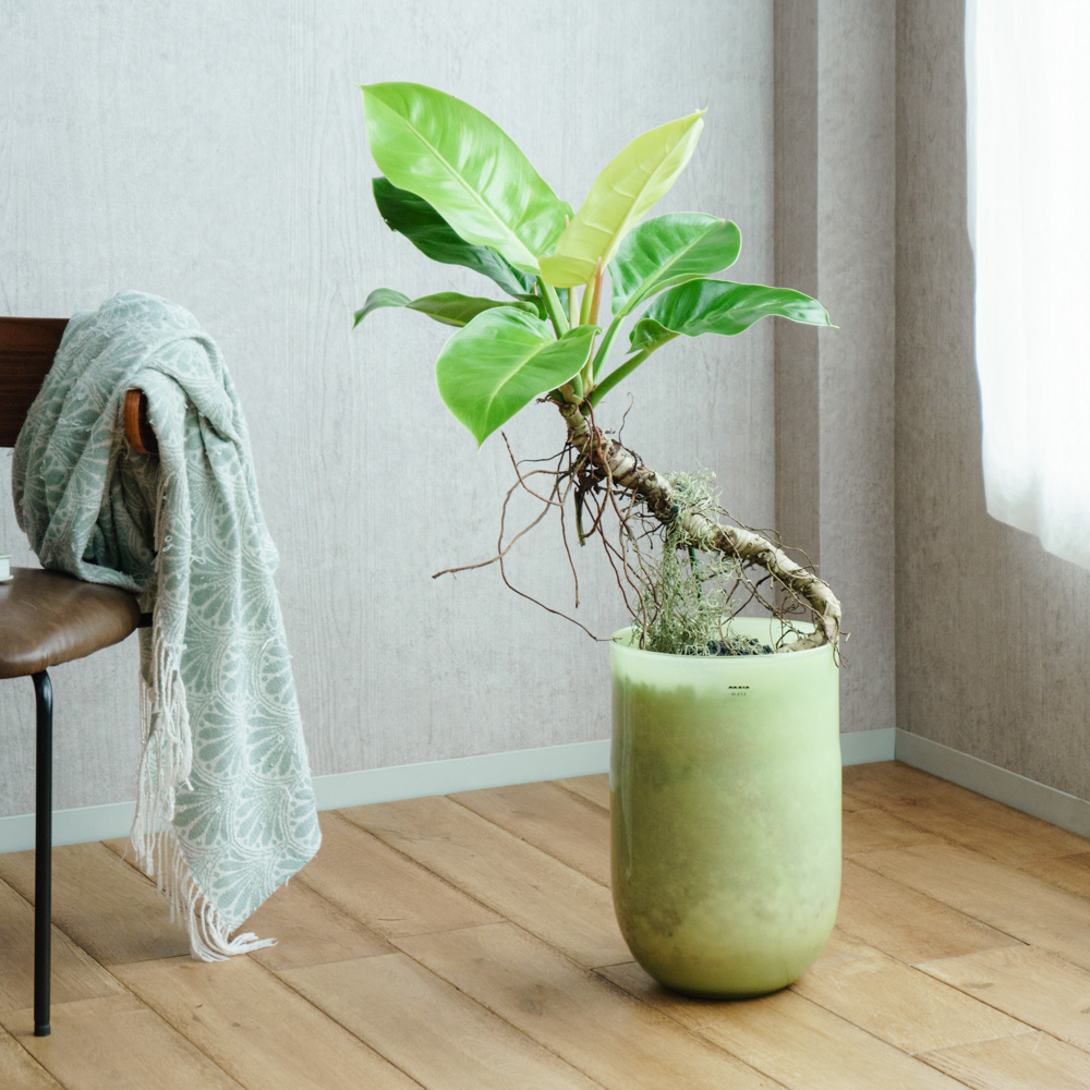 一点もの観葉植物 | 青山フラワーマーケット | 青山フラワーマーケット