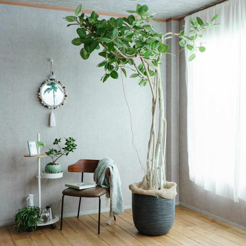 観葉植物（30,000円～） | 青山フラワーマーケット | 青山フラワー