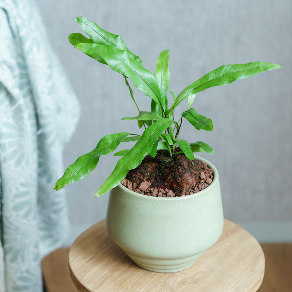 観葉植物 | 青山フラワーマーケット | 青山フラワーマーケット｜花束
