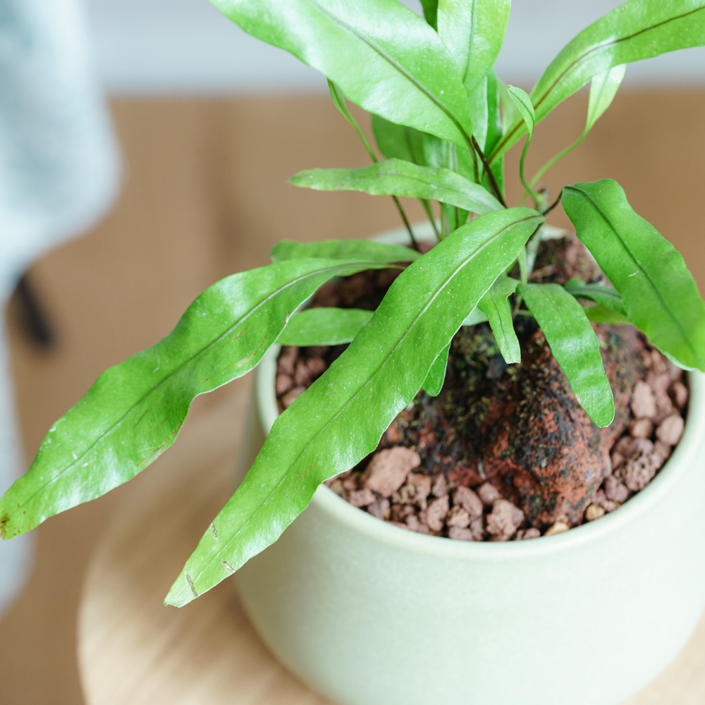 その他観葉植物 makomako その他観葉植物 makomako その他観葉植物 makomako 観葉植物（サイズ別