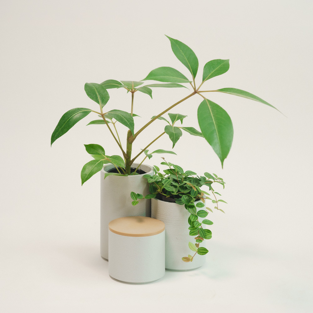 青山フラワーマーケット｜観賞植物｜商品カテゴリ | 青山フラワー