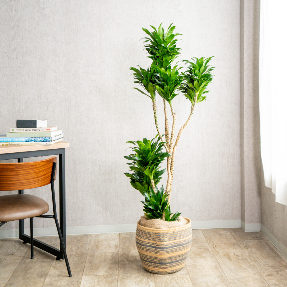 一点もの観葉植物 | 青山フラワーマーケット | 青山フラワーマーケット