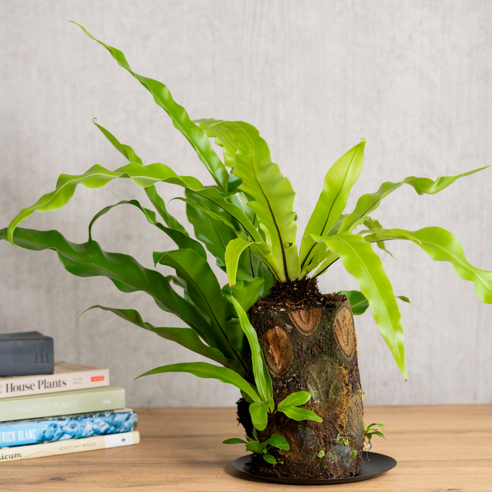 一点もの観葉植物 | 青山フラワーマーケット | 青山フラワーマーケット