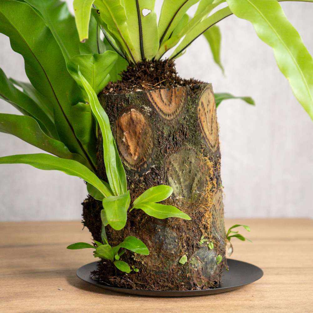青山フラワーマーケット｜空間・部屋のシンボル となる植物 | 青山