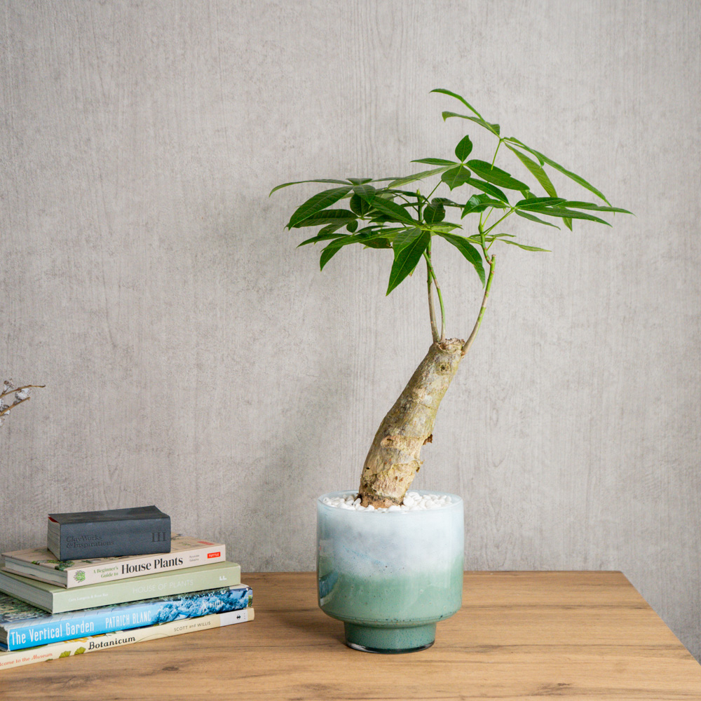 青山フラワーマーケット｜価格別｜観葉植物 | 青山フラワーマーケット
