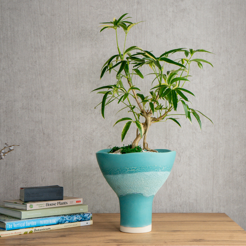 一点もの観葉植物 | 青山フラワーマーケット | 青山フラワーマーケット