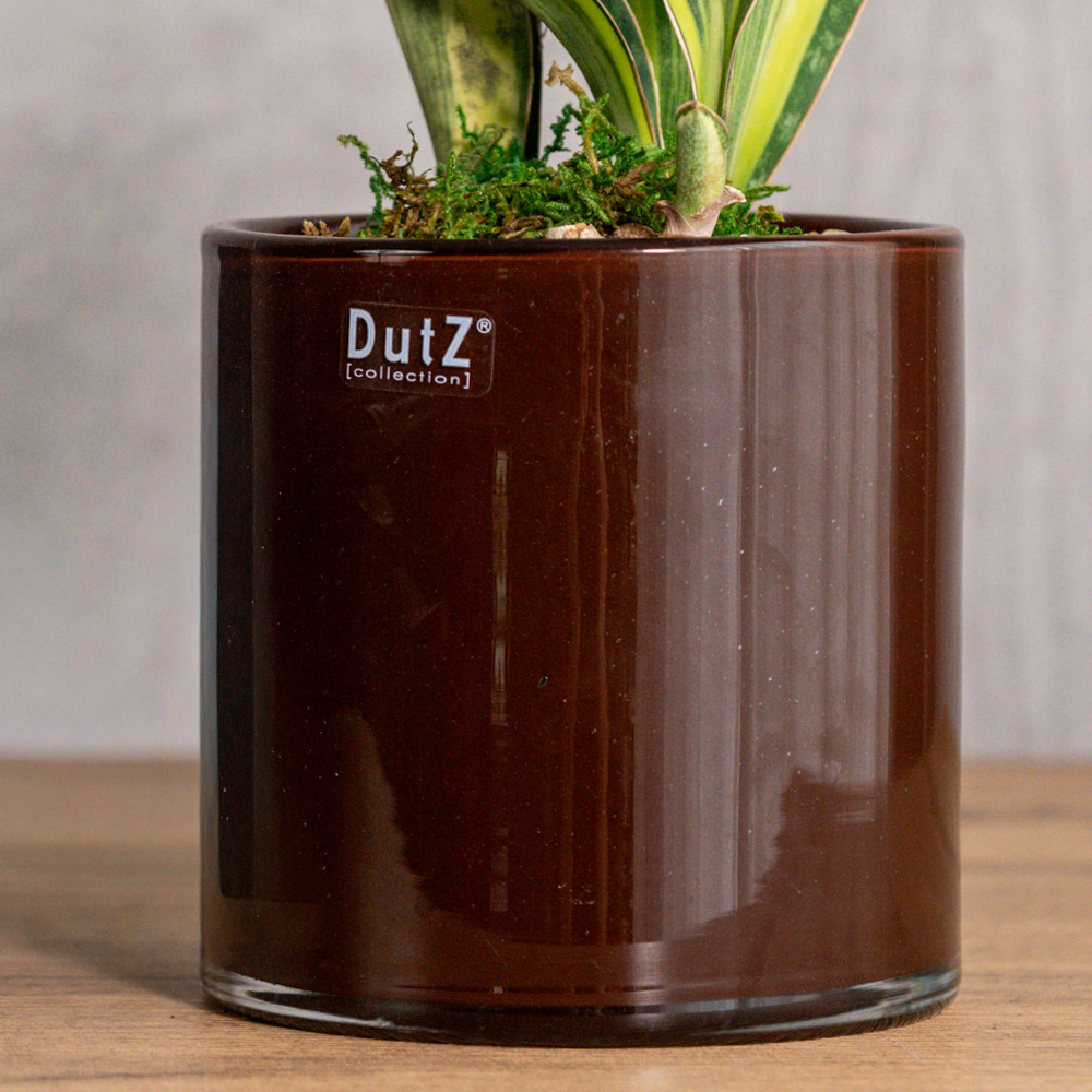 青山フラワーマーケット｜観賞植物｜商品カテゴリ | 青山フラワー