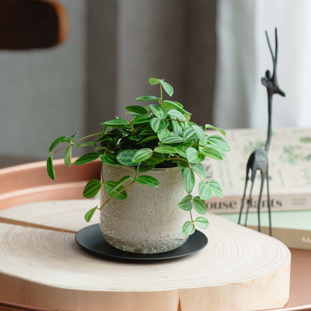 観葉植物（5,000～9,999円） | 青山フラワーマーケット | 青山フラワー