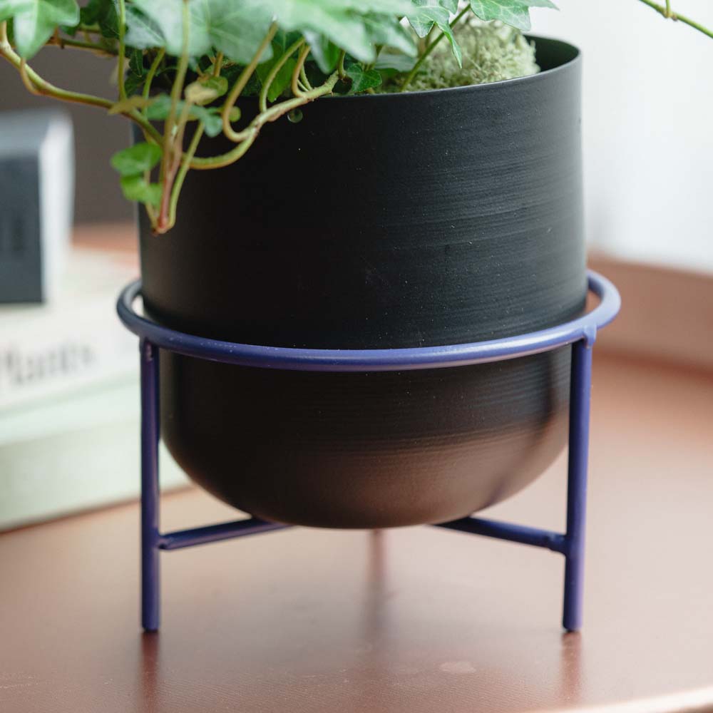 観葉植物（〜4,999円） | 青山フラワーマーケット | 青山フラワー