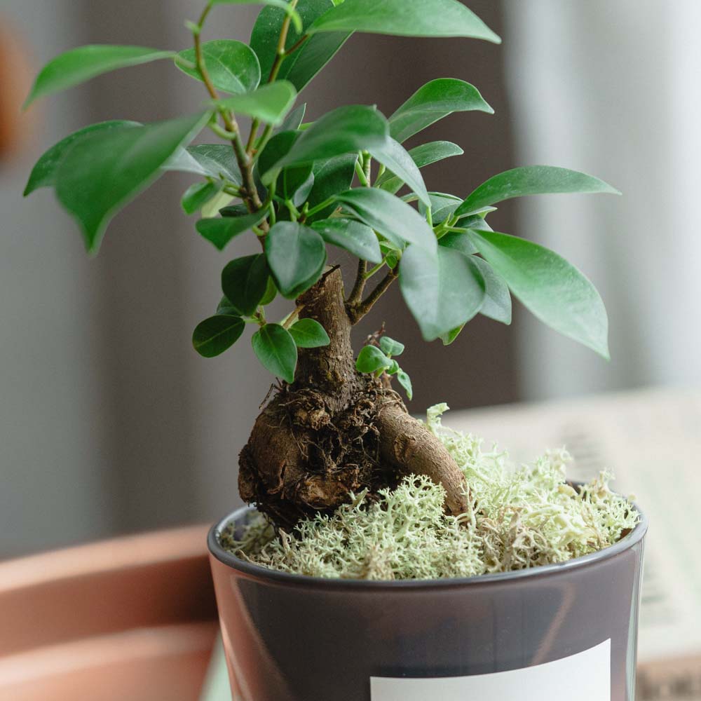 ガジュマル/HAKBIJL (ハックバイル)/コナー ウォームグレイ 9 | 青山